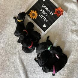 Goldendoodle Puppies from Deborah’s Doodles