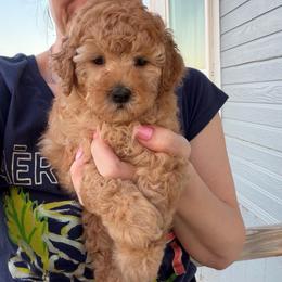 Sierra - Red  female Poodle puppy in Cedar City, Utah from Baird Poodles and Doodles