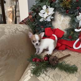 Light blue - Sable spotted white male Chihuahua puppy in Isanti, Minnesota from Happy Little Chihuahuas