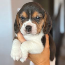 Tex (orange) - Black tan and white male Beagle puppy in Norco, California from Prairie Tail Beagles