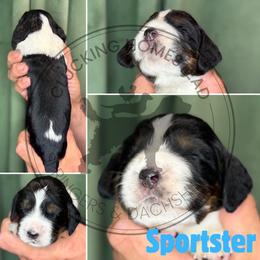 Sportster - Black white and tan male English Springer Spaniel puppy in Fond Du Lac, Wisconsin from Clucking Homestead Springers & Dachshunds