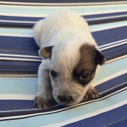 Girl 2 - female Australian Cattle Dog puppy in North Las Vegas, Nevada from Wild Sage Cattle Dogs