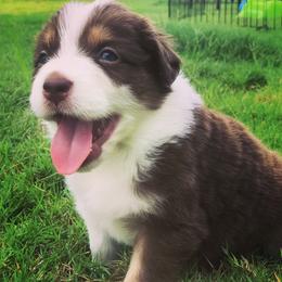 Australian Shepherd Puppies from Boise Aussie Paws