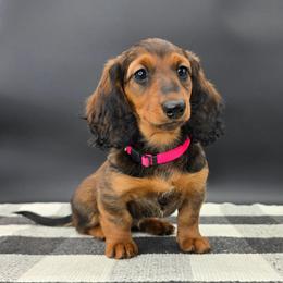 Neon Pink Collar - Red female Dachshund puppy in Zebulon, North Carolina from Salt of the Earth Dachshunds