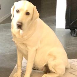 Labrador Retrievers from White Mountain Labradors