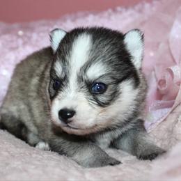 Oreo - Black and white female Pomsky puppy in Uintah County, Utah from Bingo's Wolfhounds, Lollipop Pomskies