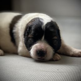 Caucasian Shepherd Dog Puppies from Sila V Krovi