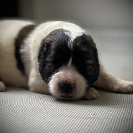 Caucasian Shepherd Dog Puppies from Sila V Krovi