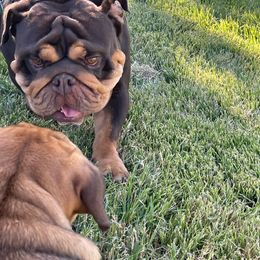 Boba Fett - Bulldog