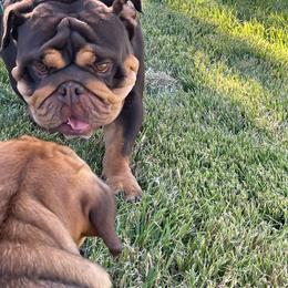 Boba Fett - Bulldog