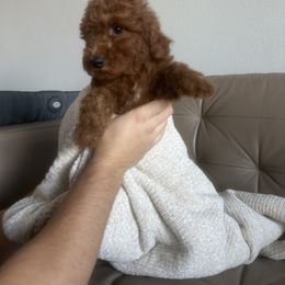 Goldendoodle and Poodle Puppies from Poodle lovers