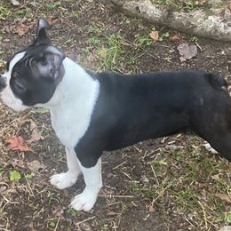 Boston Terrier Puppies from Berry Hill Boston Terriers