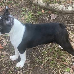 Boston Terrier Puppies from Berry Hill Boston Terriers