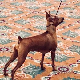 Sassy - Miniature Pinscher