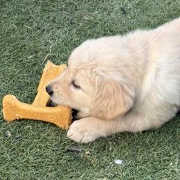 See our videos ...Green, Blue, Teal, Grey, Red - Golden male Golden Retriever puppy in Yuba City, California from Family Loved Golden Retrievers