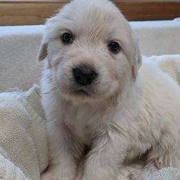 Great Pyrenees Puppies from Duck Creek Poultry Place