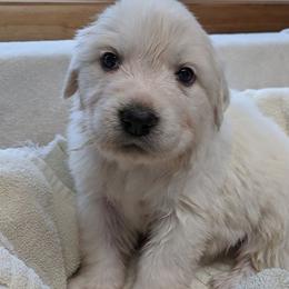 Great Pyrenees Puppies from Duck Creek Poultry Place