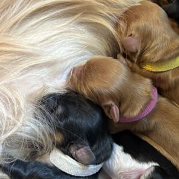 Cavalier King Charles Spaniels from Becky's Cavalier King Charles Spaniels