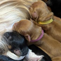 Cavalier King Charles Spaniels from Becky's Cavalier King Charles Spaniels