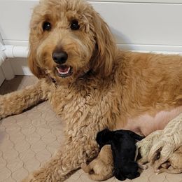 Goldendoodles from Channys Doodles