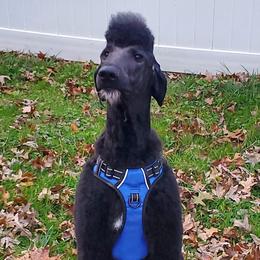 Poodles from Ponce de Leon Poodles