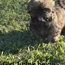 Girl 1 - Black gold and silver female Shih Tzu puppy in Rock, West Virginia from Willow Tree Haven Shih Tzu