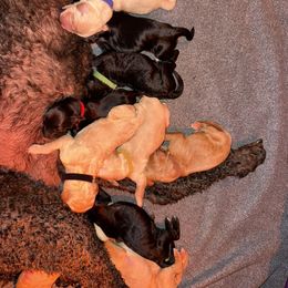 Girl 6 - female Goldendoodle puppy in Colchester, Connecticut from Top of the Hill Doodles