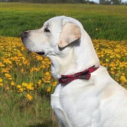 Labrador Retrievers from Gwyneira labs of Idaho