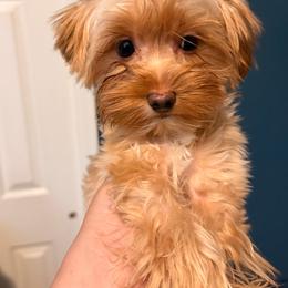 Apollo - Gold male Yorkshire Terrier puppy in Aurora, Colorado from Lovely Yorkies Colorado
