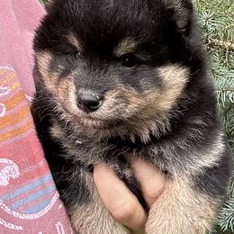 Kuma - Black and tan male Shiba Inu puppy in Winthrop, Minnesota from Kayobi Shibas