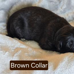 Brown Collar - Black male German Shepherd puppy in Sumner, Iowa from Vom Wilke Kennels