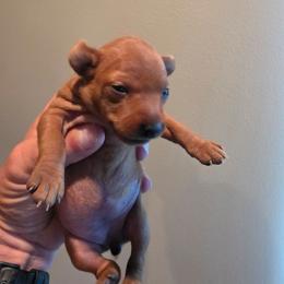 Red Girl 2 - Red female Miniature Pinscher puppy in Georgetown, Texas from Rehdiant Miniature Pinschers