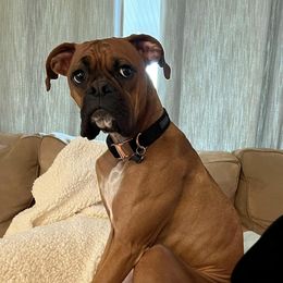 Boxer All Grown Up from Sunshine Boxers 95988