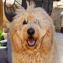 Lexie - Goldendoodle