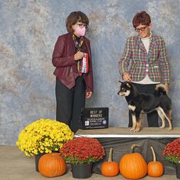 Shiba Inu Puppies from Kiamichi Shiba Inu