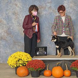 Shiba Inu Puppies from Kiamichi Shiba Inu