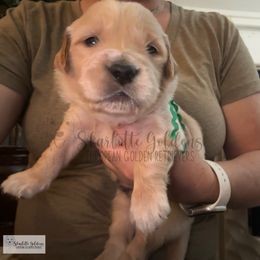 Ecuador (Little Latins Litter) - Golden male Golden Retriever puppy in Argyle, Texas from Skarlotte Goldens, LLC