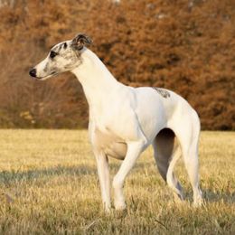 Salukis and Whippets from Aeolus Salukis & Whippets