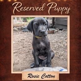 Rosie Cotton - Black female Great Dane puppy in Citra, Florida from AEW Farm