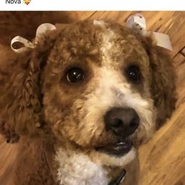 Nova - Goldendoodle
