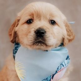 Golden Retrievers from B and K Goldens Llc.