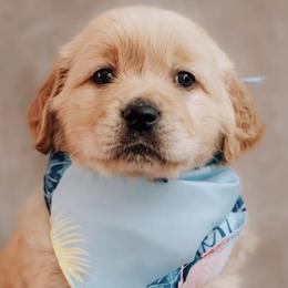 Golden Retrievers from B and K Goldens Llc.
