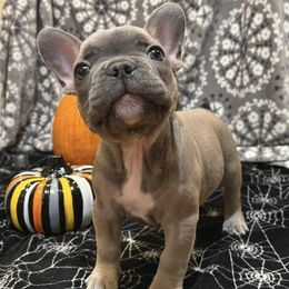 French Bulldogs from Jason's French Bulldogs
