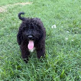 Girl 2 - Black female Double Doodle puppy in Jonesborough, Tennessee from Dry Creek Siberians