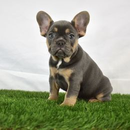 French Bulldogs from Smush Face Kennel Club