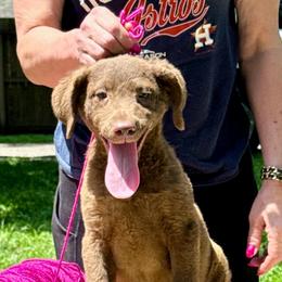 Dark pink female - Brown female Chesapeake Bay Retriever puppy in Houston, Texas from Monarch Chesapeakes