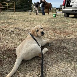 Labrador Retriever Puppies from SR Labrador Retrievers