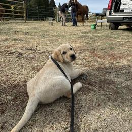 Labrador Retriever Puppies from SR Labrador Retrievers