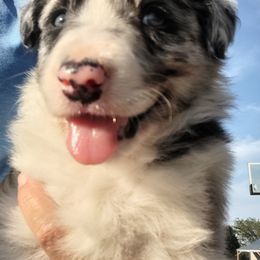 Border Collie Puppies from Bond Border Collies