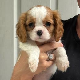 Rosita - Blenheim female Cavalier King Charles Spaniel puppy in Spring Hill, Florida from Stardom Chihuahuas & CKCS